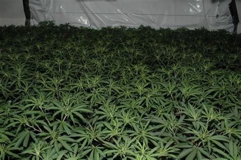 Look Inside The £2m Cannabis Farm Found In Anfield Liverpool Echo