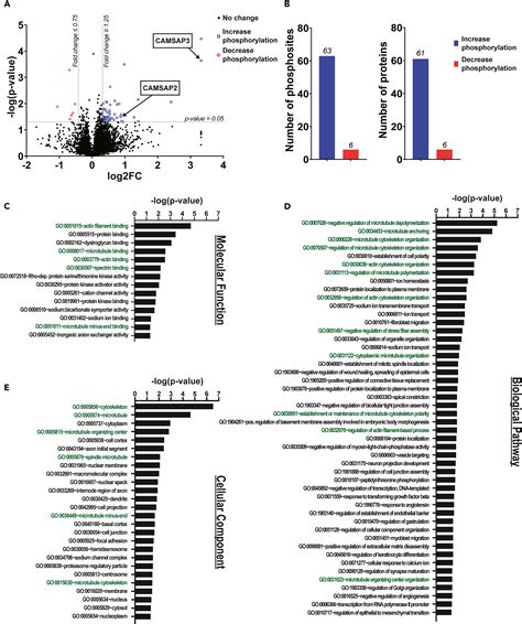 Loss Of The Polarity Protein Par Promotes Dendritic Spine Neoteny And