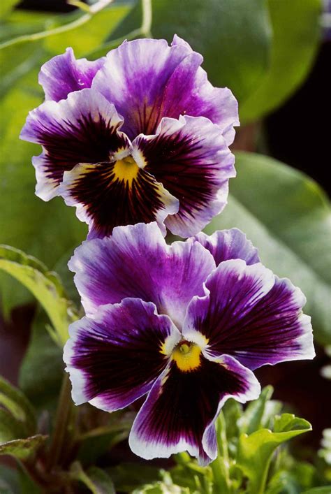 14 Pretty And Unusual Pansy Varieties