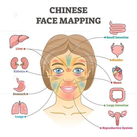 Chinese face mapping as alternative medicine health diagnosis outline ...