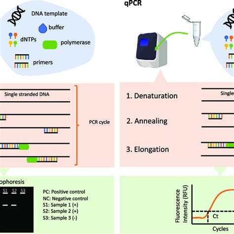 Conventional Pcr Left And Quantitative Pcr Right Download