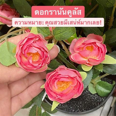 รวม 10 ดอกไม้ความหมายดี วาเลนไทน์นี้ ดอกไม้ไหนเป็นยังไง มาดู ปันโปร