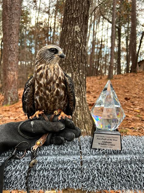 Our Mission And History Alabama Wildlife Center