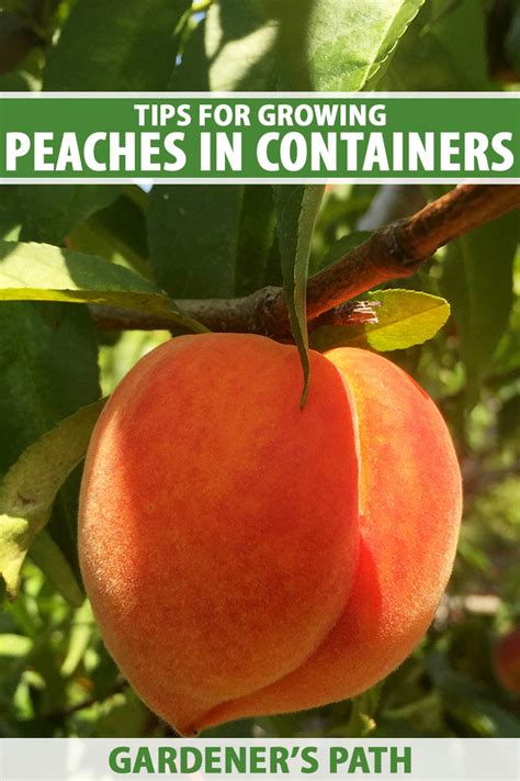 How To Grow Peach Trees In Containers Gardener’s Path