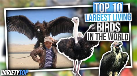 Top 10 Largest Living Birds In The Word Top 10 Biggest Birds In The World Youtube