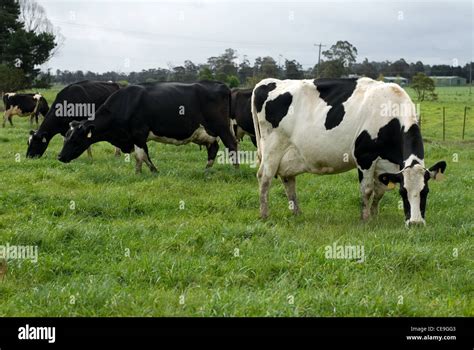 Holstein Friesian Cows On A Dairy Farm Near Moss Vale New South Wales