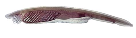 Vertebrates First Lab Practical Flashcards | Quizlet