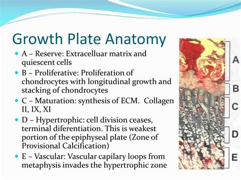 Growth Plate Anatomy