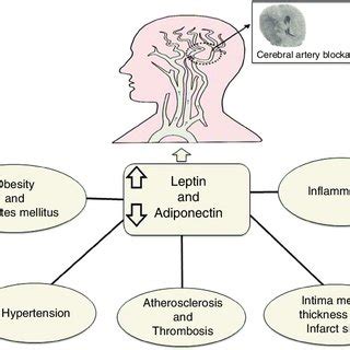 Possible agonists that enhance adiponectin. | Download Scientific Diagram