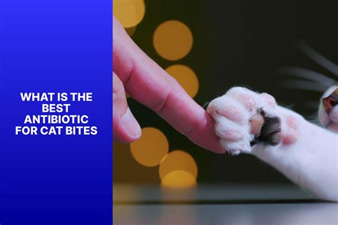 Best Cat Bite Antibiotic: Essential Tips and Recommendations for ...