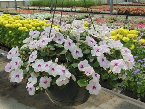 Impatiens Hanging Basket - Shady Lane Greenhouses