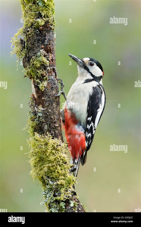 great spotted woodpecker Stock Photo - Alamy