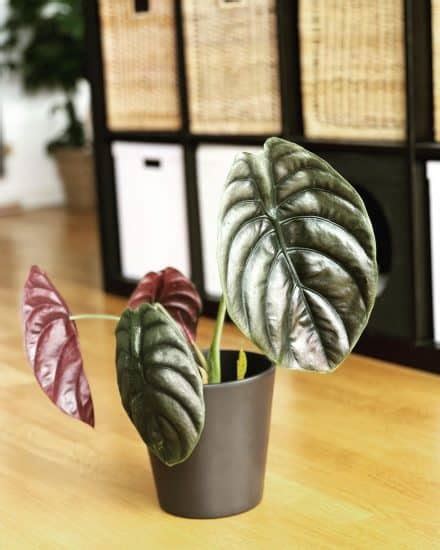 Alocasia Cuprea Care And Growing Guide Plantcarefully