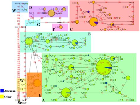 Median Joining Network Of Haplotypes Of The Mtdna Control Region For