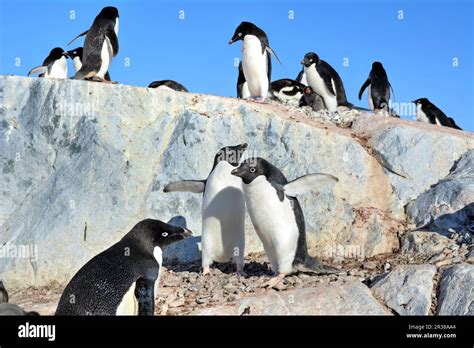 Adélie penguin breeding colony in Antarctica Stock Photo Alamy