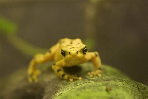 Panamanian Golden Frog Facts - CRITTERFACTS