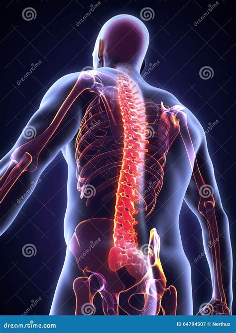 Human Male Spine Anatomy Stock Illustration Illustration Of Bone