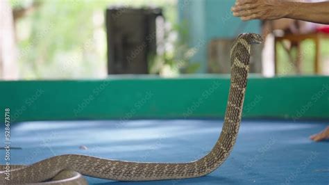 King Cobra Chiang Mai Show Thai Charmer Making Tricks By Touching