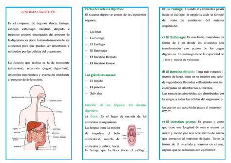 Pdf Triptico Sistema Digestivo Sistema Digestivo Es El Conjunto De