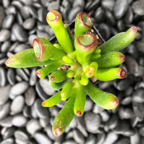 Crassula Ovata Hobbit 2 Pot Little Prince To Go