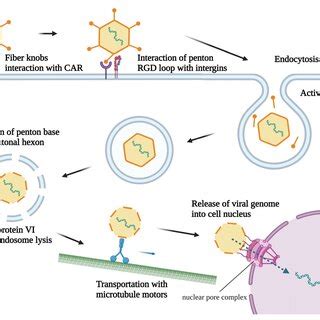 Genome Organization And Structure Of Human Adenovirus Type A