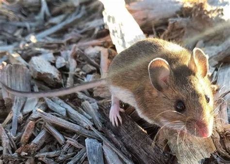 Deer Mouse Peromyscus Maniculatus Wild Columbia County