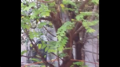 20151211 073829 Free Mobile Porn Videos IPornTV