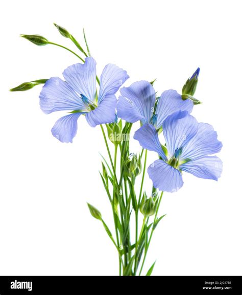 Flax Flowers Isolated On White Background Bouquet Of Blue Common Flax