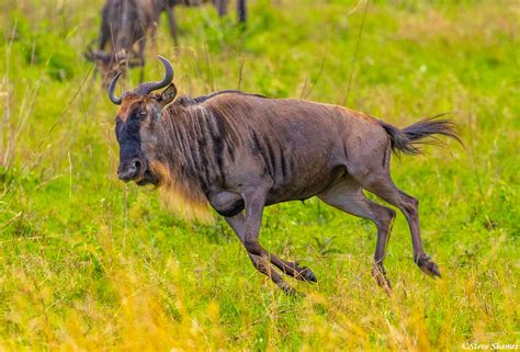 africa happy wildebeest serengeti national park tanzania