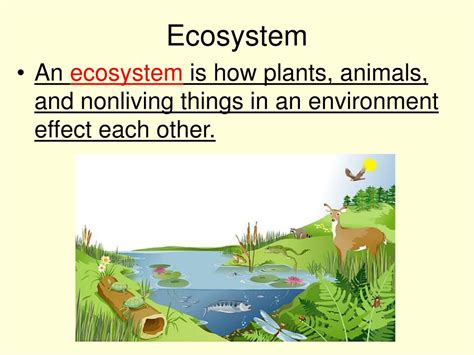 Ppt Habitats For Plants And Animals By Denise Carroll Powerpoint