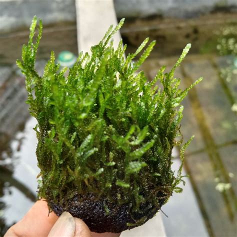 Jual Mos Plame Media Wabi Tanaman Hias Aquascape Akuarium Shopee