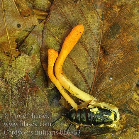 Cordyceps militaris Housenice ÄŤervenĂˇ Scarlet caterpillar club