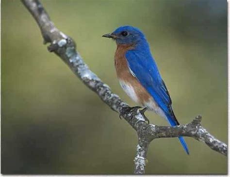 Eastern Bluebird | Texas Bluebird Society | Flickr