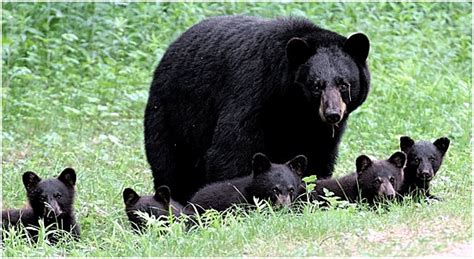 Black Bear Litter Size - North American Bear Center