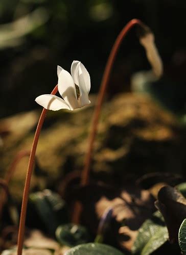 Cyclamen Henrik Gyurkovics Flickr