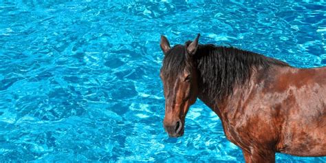 Can Horses Swim? Tips To Know Before Taking Your Horse to Swim - Helpful Horse Hints