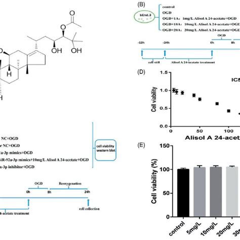 Cell Viability After Alisol A Acetate Treatment A Molecular