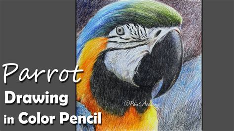 Hyper Realistic Parrot Drawing Realistic 3