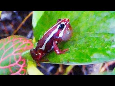 El Canto De La Rana Epipedobates Tricolor YouTube