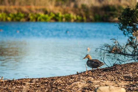 Duck Webbed Feet Stock Photos - Download 1,392 Royalty Free Photos