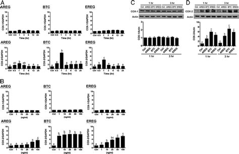 AREG BTC And EREG Upregulate COX 2 Expression In SVOG Cells A SVOG