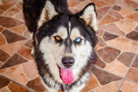 110 Dog With One Blue Eye One Brown Eye Stock Photos Pictures