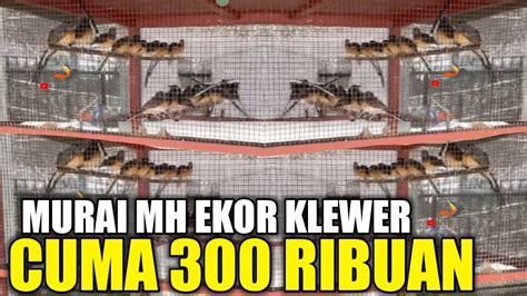 BUKAN 1 JUTA APALAGI 5 JUTA CUMA 300 RIBU DAPET MURAI MH EKOR KLEWER