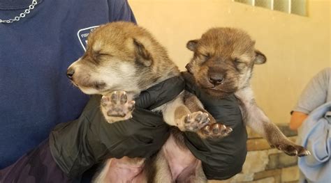 Newborn Wolf Pups