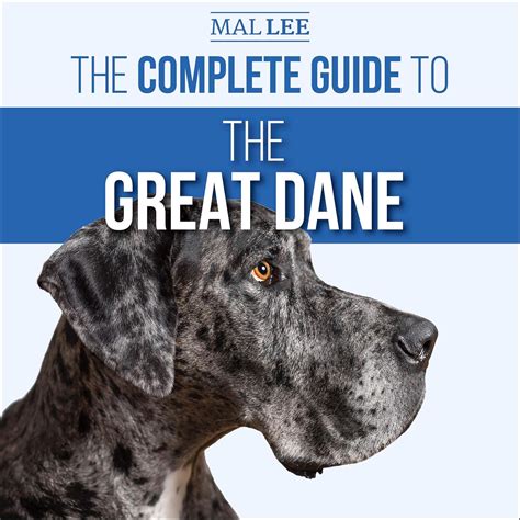 Amazon.com: The Complete Guide to the Great Dane: Finding, Selecting, Raising, Training, Feeding