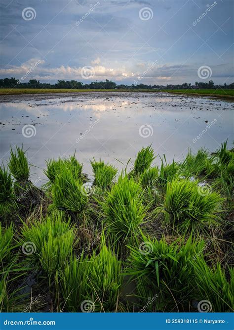 Planting Season in Indonesian Rice Field Stock Image - Image of