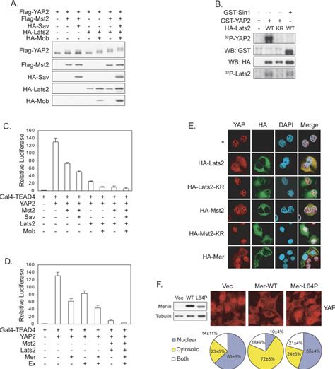 The Hippo Pathway Regulates Yap Phosphorylation Activity And