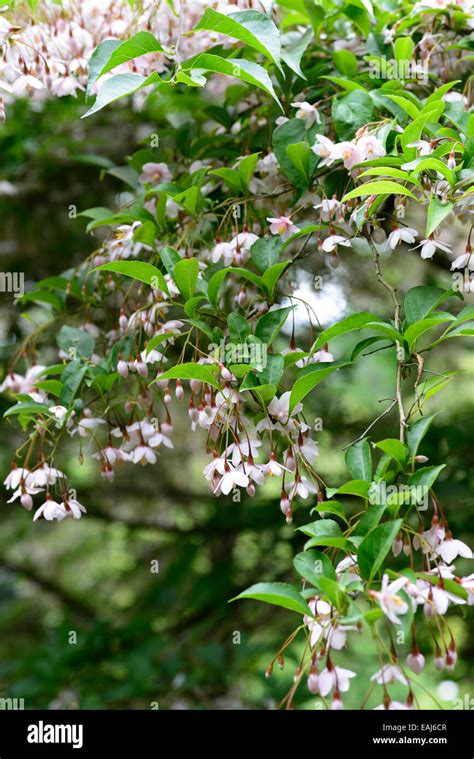 Halesia Carolina Pink Chimes Snowdrop Snowbell Tree Pink Flower Flowers