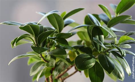 Comment Tailler Un Ficus Benjamina