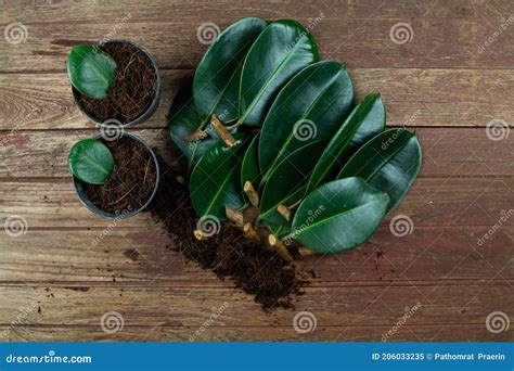 Se Están Preparando Pequeñas Ramas De La Planta De Caucho Para Su